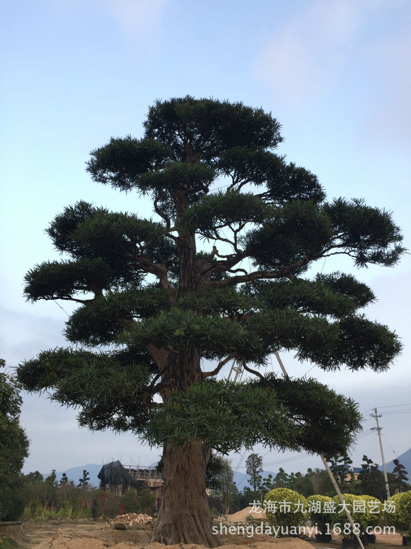 福建批发国产罗汉松 别墅迎客松 造型罗汉松 本地罗汉松树价格