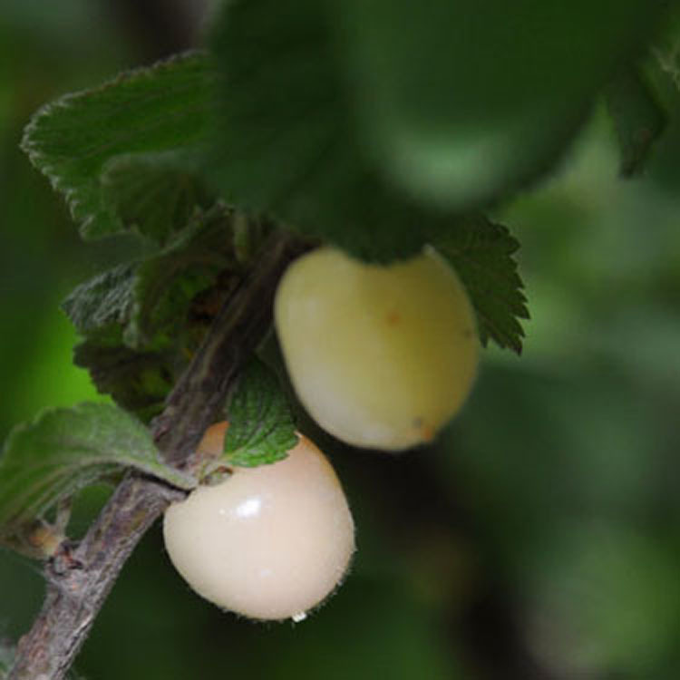 基地批发盆栽地栽嫁接大樱桃苗 白珍珠樱桃树苗 嫁接白玉樱桃