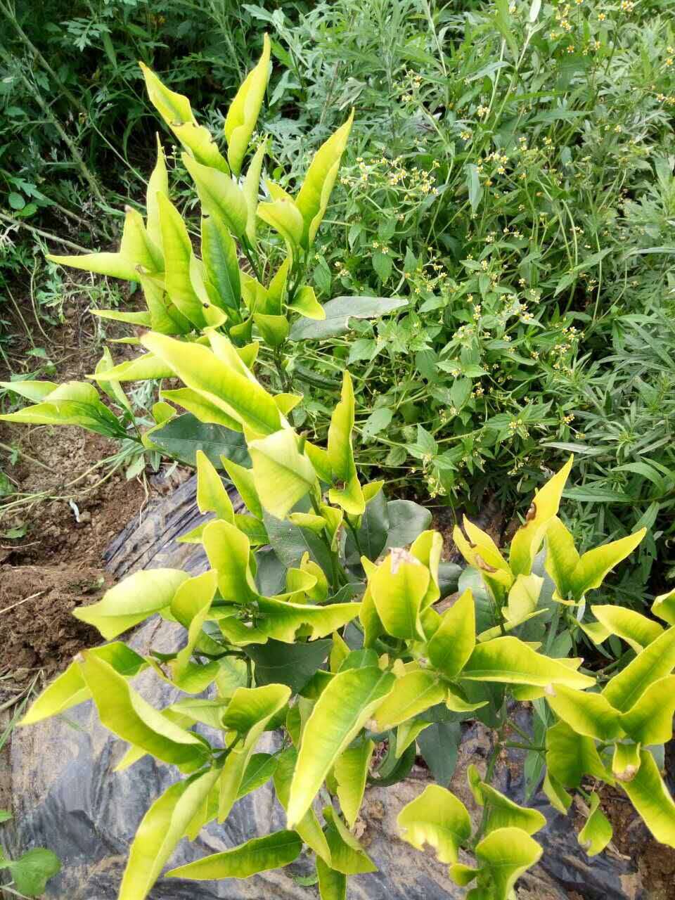 柑橘黄叶是什么原因导致的,如何防治?