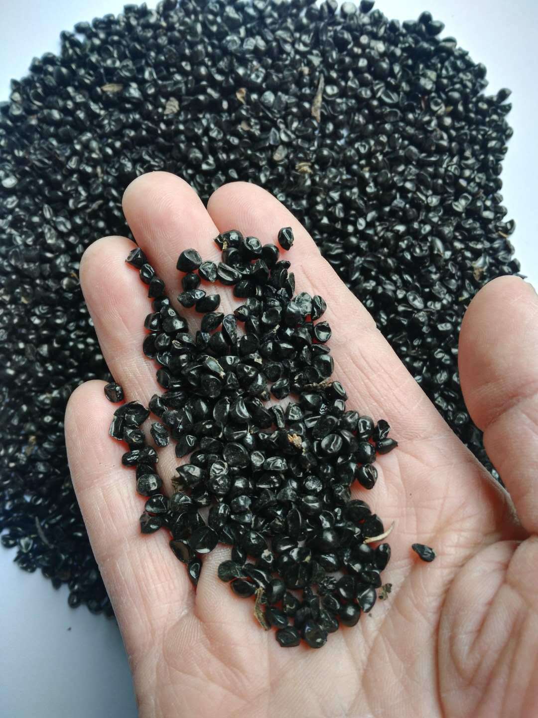 批发萱草种子 萱草 大花萱草种子播种技术