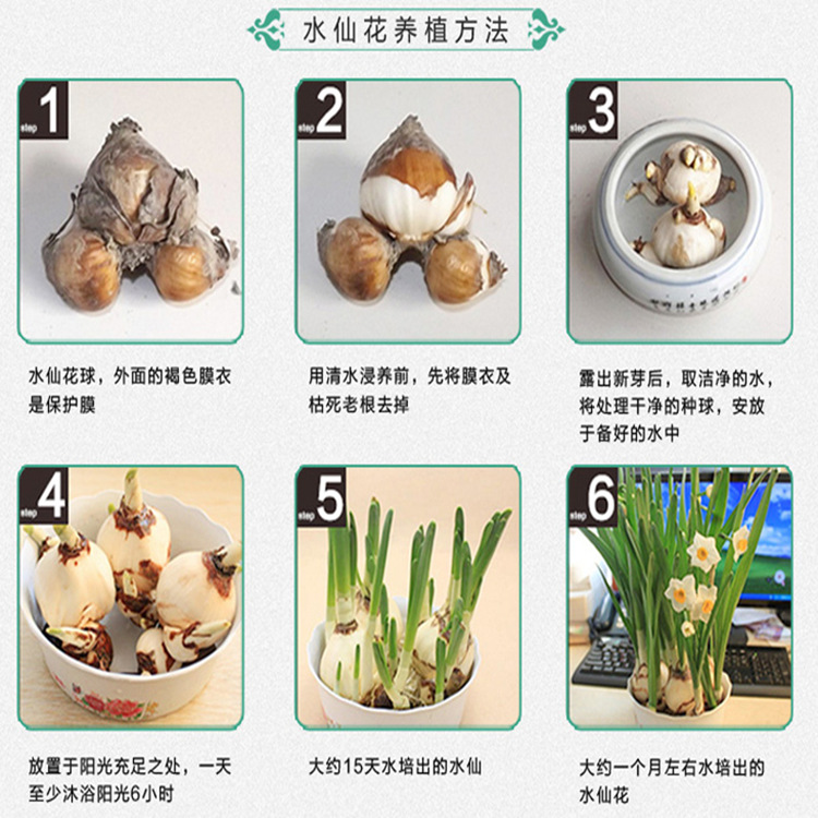 室内花卉 洋水仙 种球 种子 盆栽 水仙花水培植物 风信子百合绿植
