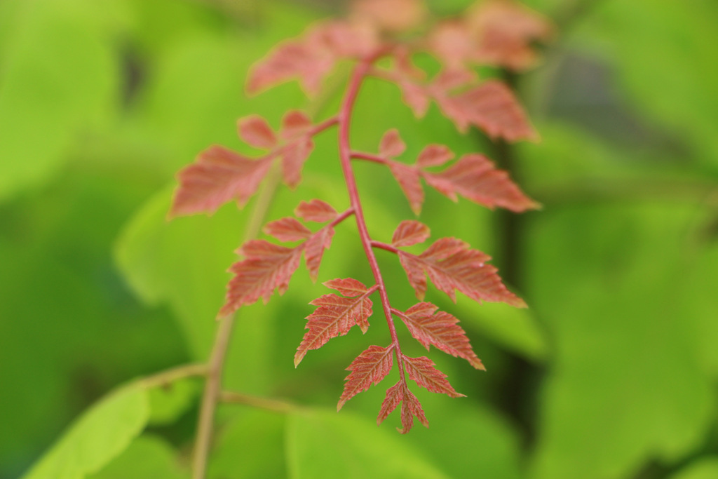 8公分金叶栾和10公分金叶栾