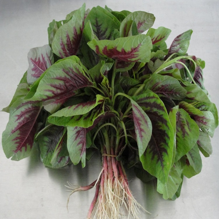 红菜,野刺苋,米苋,人旱菜,杏菜,荇菜,莹莹菜,玉米菜,米谷菜,云仙菜等