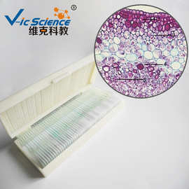 棉花幼茎横切(示初生结构) 植物茎标本 生物切片 显微镜玻片