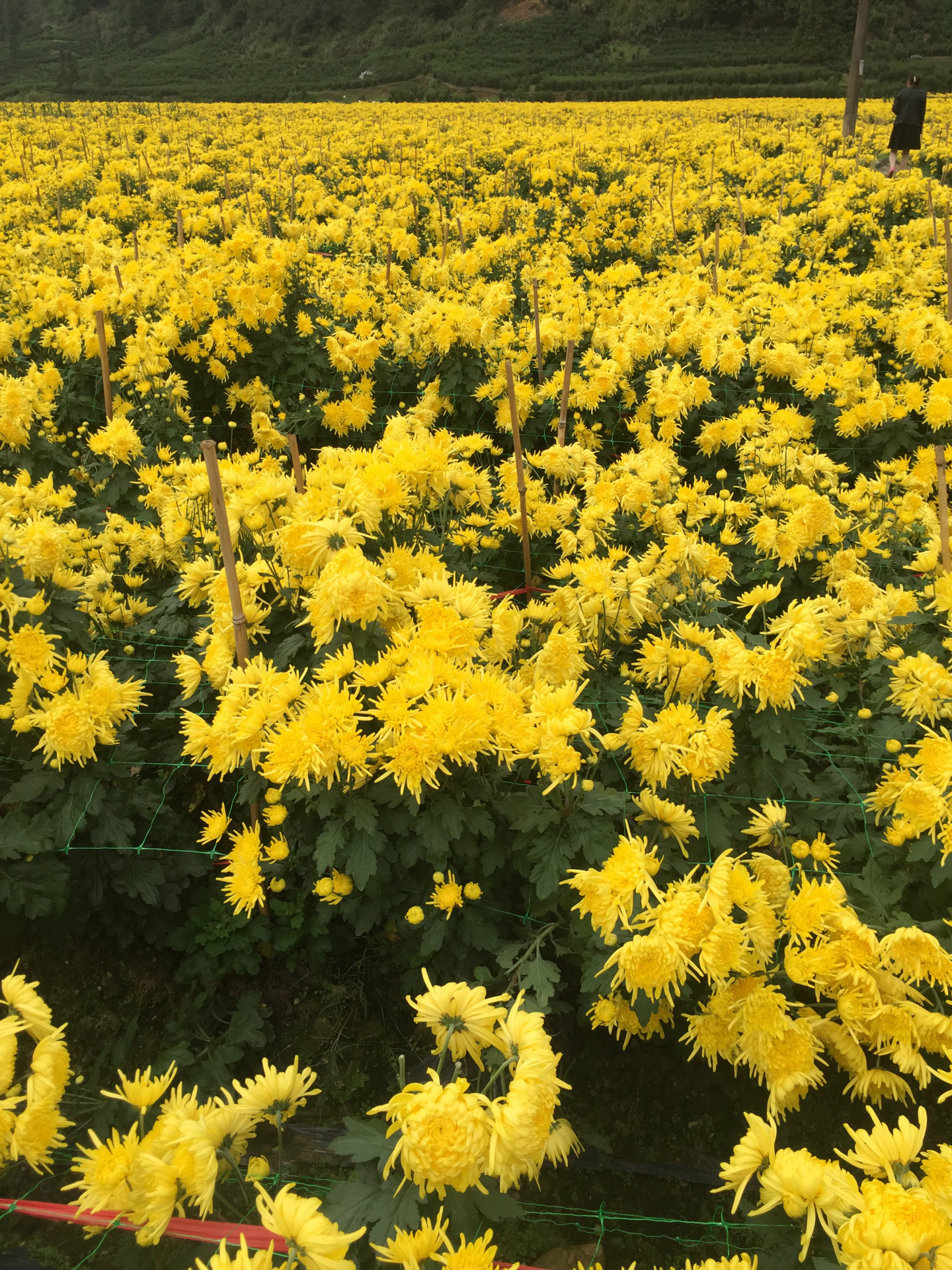 金丝皇菊新花一朵一杯金丝菊婺源徽州大皇菊花茶散花散装批发