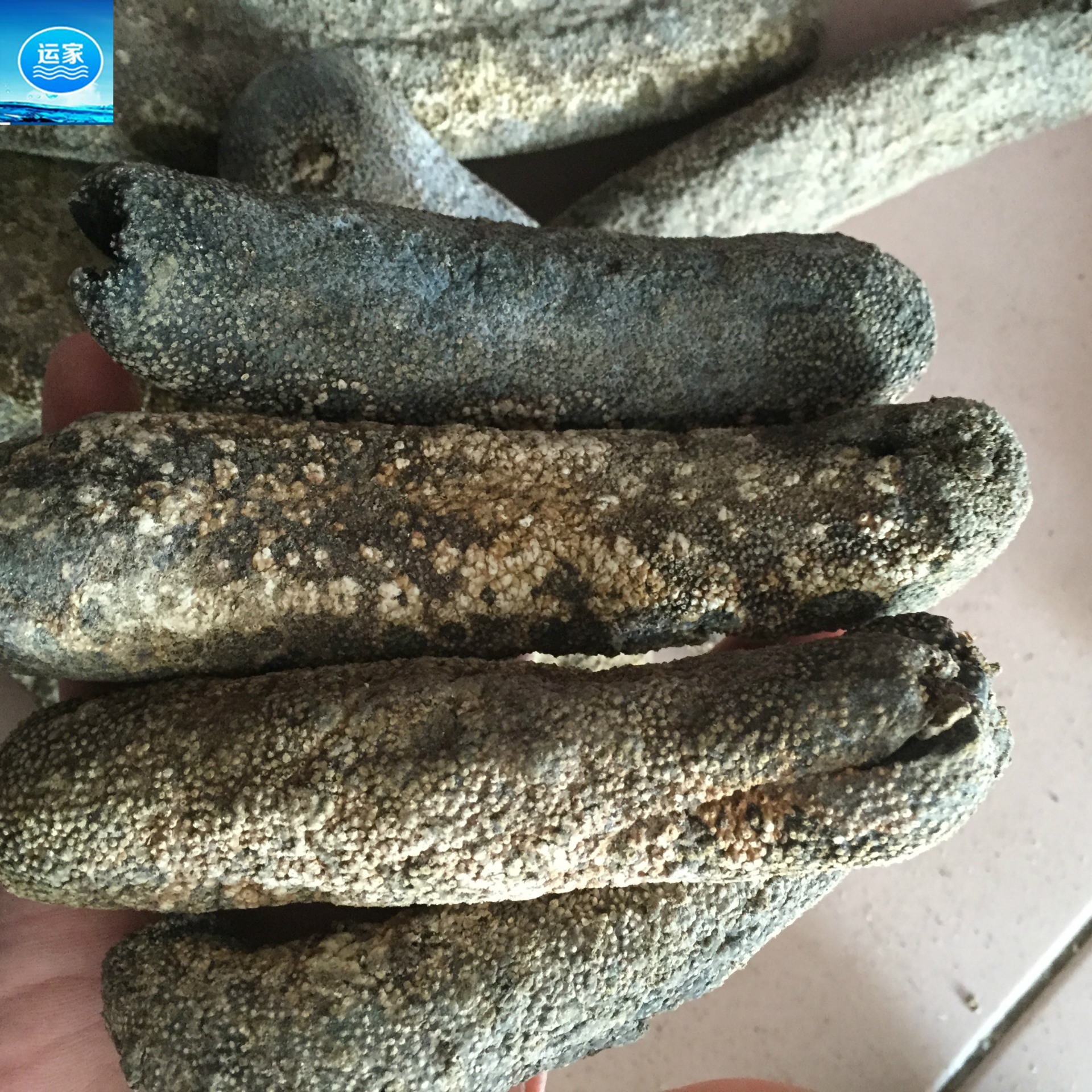 淡干虎皮海参批发 黑虎皮大花虎皮3-5头条形漂亮肉质厚供货全国