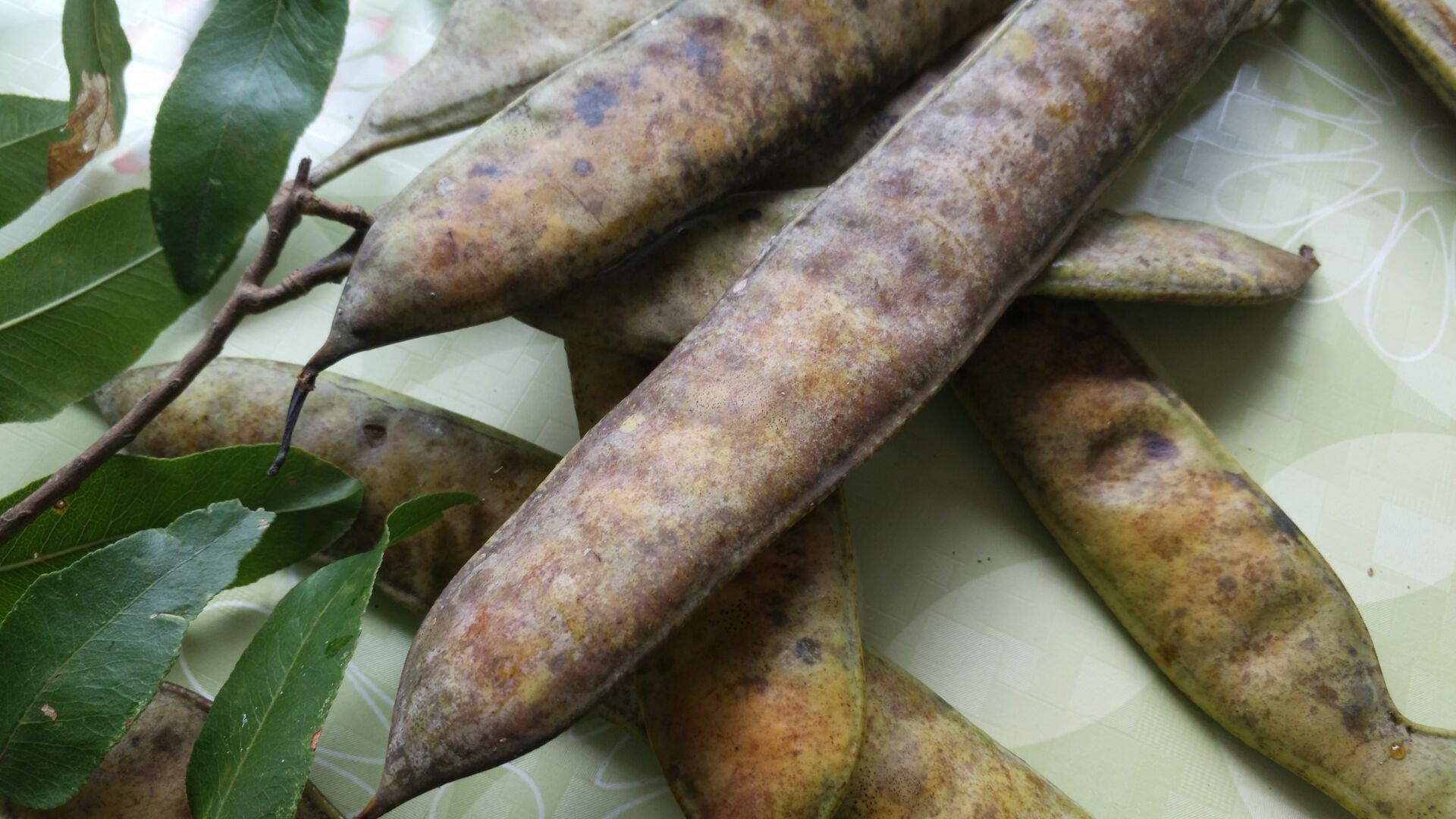 皂荚提取物10:1 皂荚果提取物 皂角粉 包邮