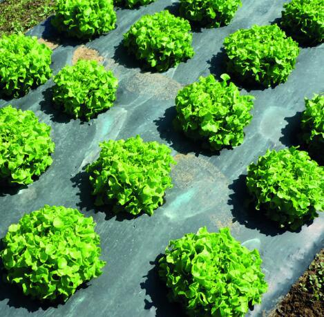 透水保湿保肥保温生态可降解地膜