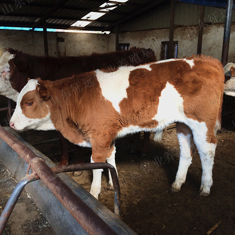 牛犊 西门塔尔养殖场家直销 西门塔尔牛 font color=red>适合 /font> 