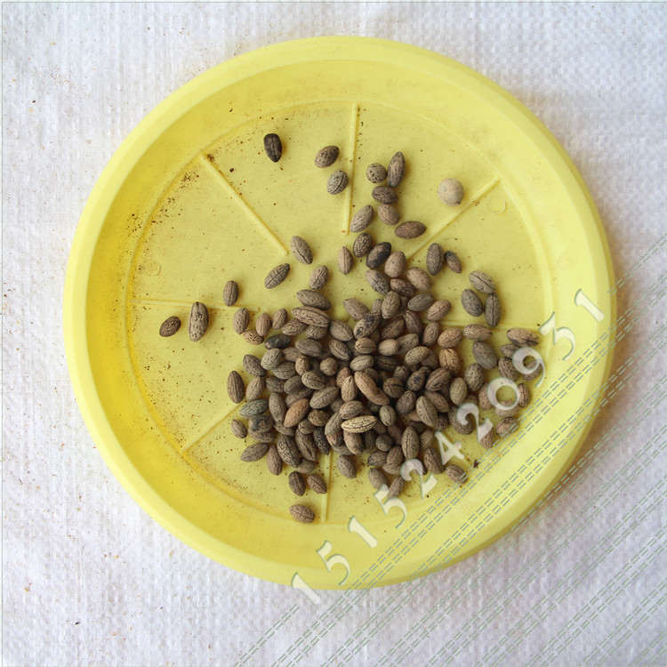 新采小叶杜英种子大叶杜英种子中华杜英种子行道树发芽率高