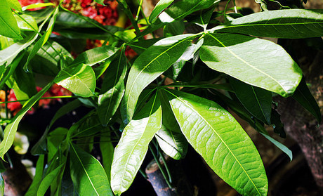 生物提取物_森冉 苏合香/苏合油提取物/帝膏浓缩粉 - 阿里巴巴