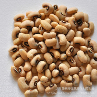 蔬菜种子批发绿眉豆种子批发 新采蔬菜种子 眉豆种子量大优惠