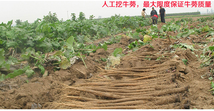 黄金牛蒡茶真空小袋10克装m出口级圆片苍山牛旁茶牛篣茶