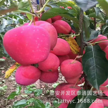 供应1-2年可食可观赏盆栽地栽鸡心果新品种泰山小苹果嫁接苹果苗