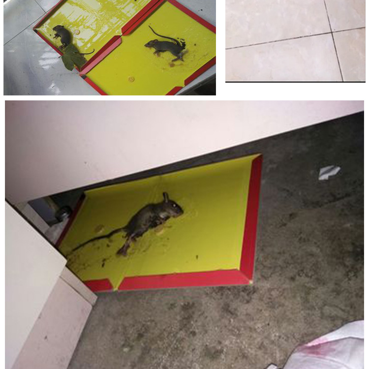 神客shenke40克胶大厚粘鼠板黏老鼠贴引诱抓老鼠板驱灭捉耗子厂家