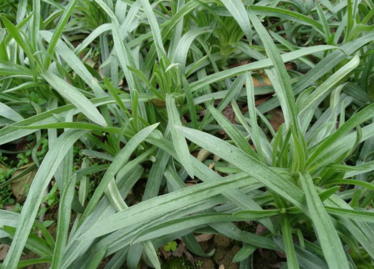 柳叶菜提取物 通经草提取物 比例提取物 斯诺特厂家 厂家