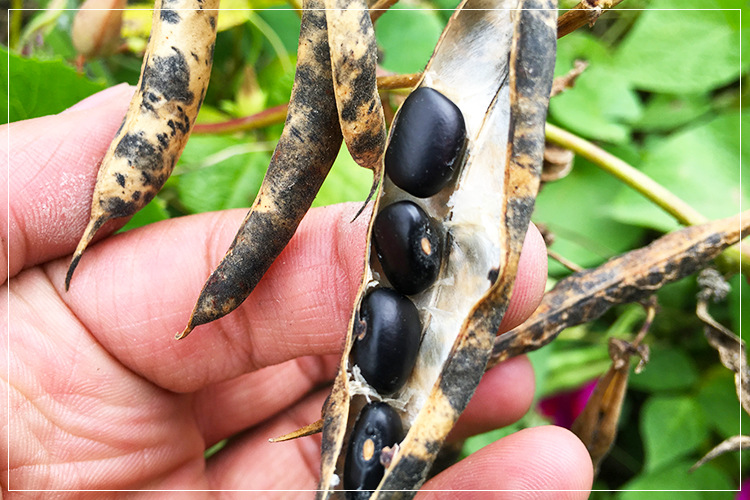 黑小豆批发非转基因新货黑饭豆 磨豆浆乌发小黑豆 白芯黑小豆