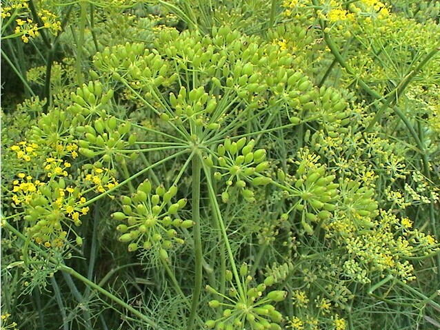茴香种子蔬菜种子割茬茴香小怀香小茴香嫩叶做蔬菜