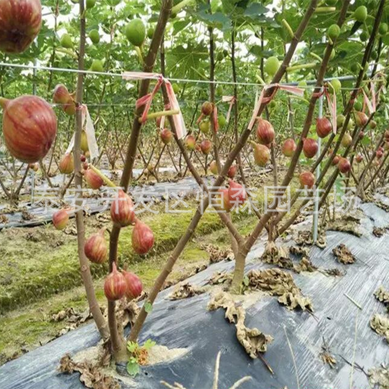 优质无花果树 青皮红皮无花果基地直销 品种好产量高当年结果