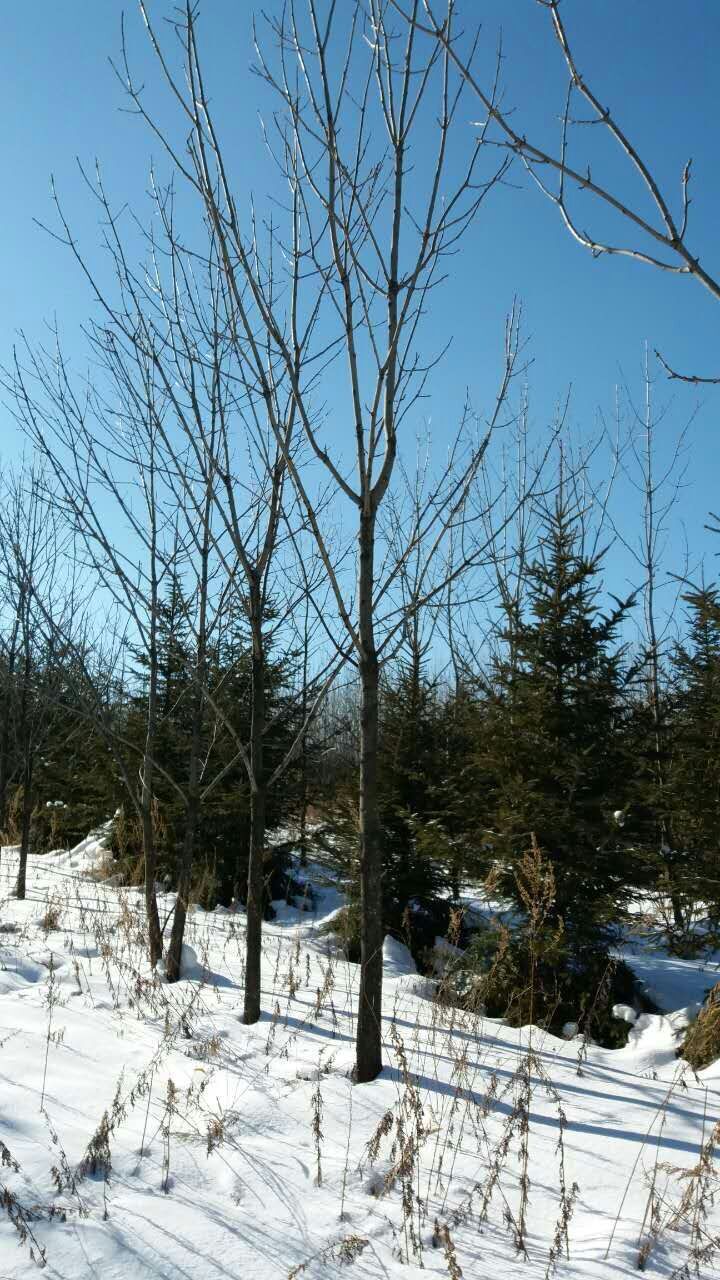 供应种植水曲柳丛生水曲柳1525公分价格便宜