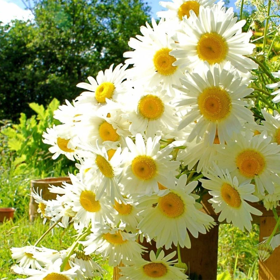 德国蓝甘菊纯露