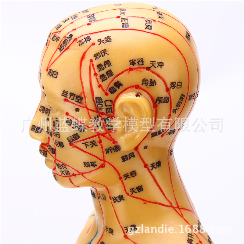 人体针灸模型/针灸铜人模型/穴位铜人/人体经络模型(铜色)85cm