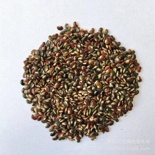 批发优质草本花卉种子 跳舞草种子 易种植发芽率高 跳舞草种子