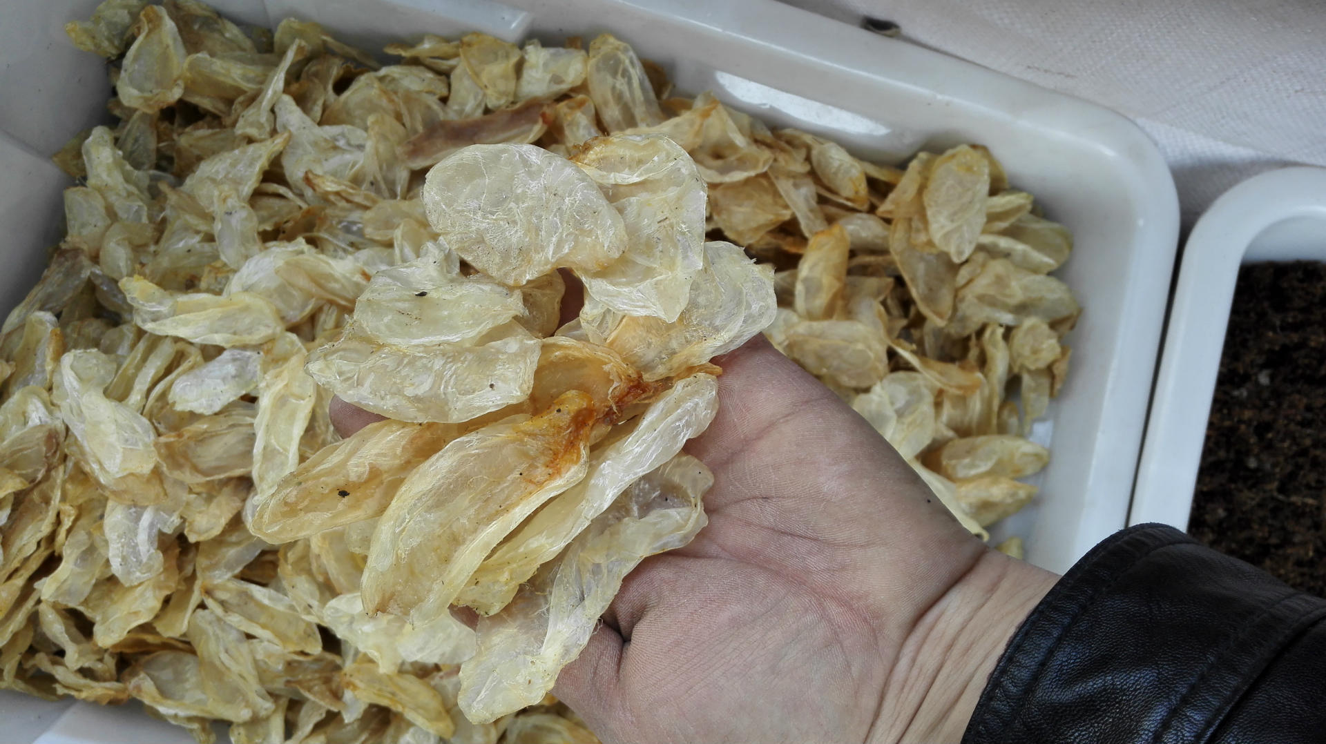 鱼鳔 大鱼鳔 精选 鱼胶 品质保障 15天无条件退换