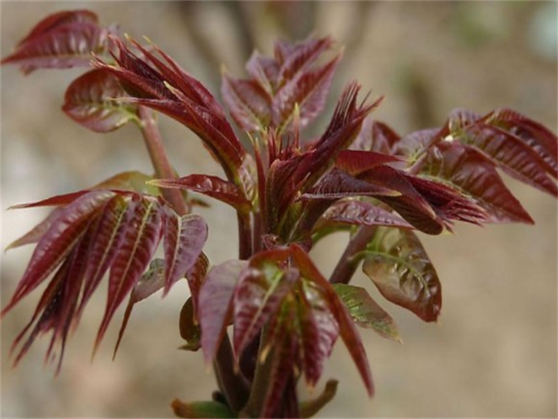 大棚红油香椿苗/泰山红油香椿 品种纯度高 价格便宜
