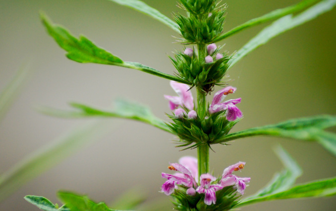 益母草提取物 10:1 益母蒿提取物 现货供应 sc厂家 可做商检 陕西宝鸡