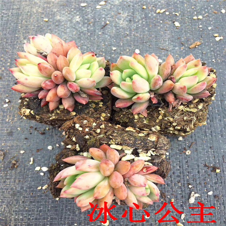 多肉植物品种批发 冰心公主单头群生品相多肉基地裸根发
