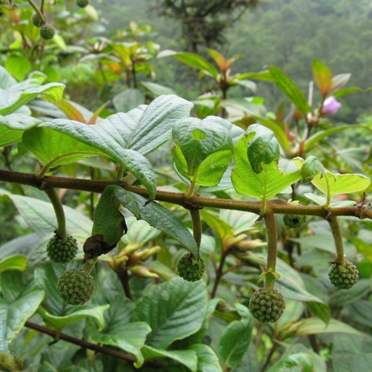 钩藤粉金钩草浸膏粉钩藤浓缩粉