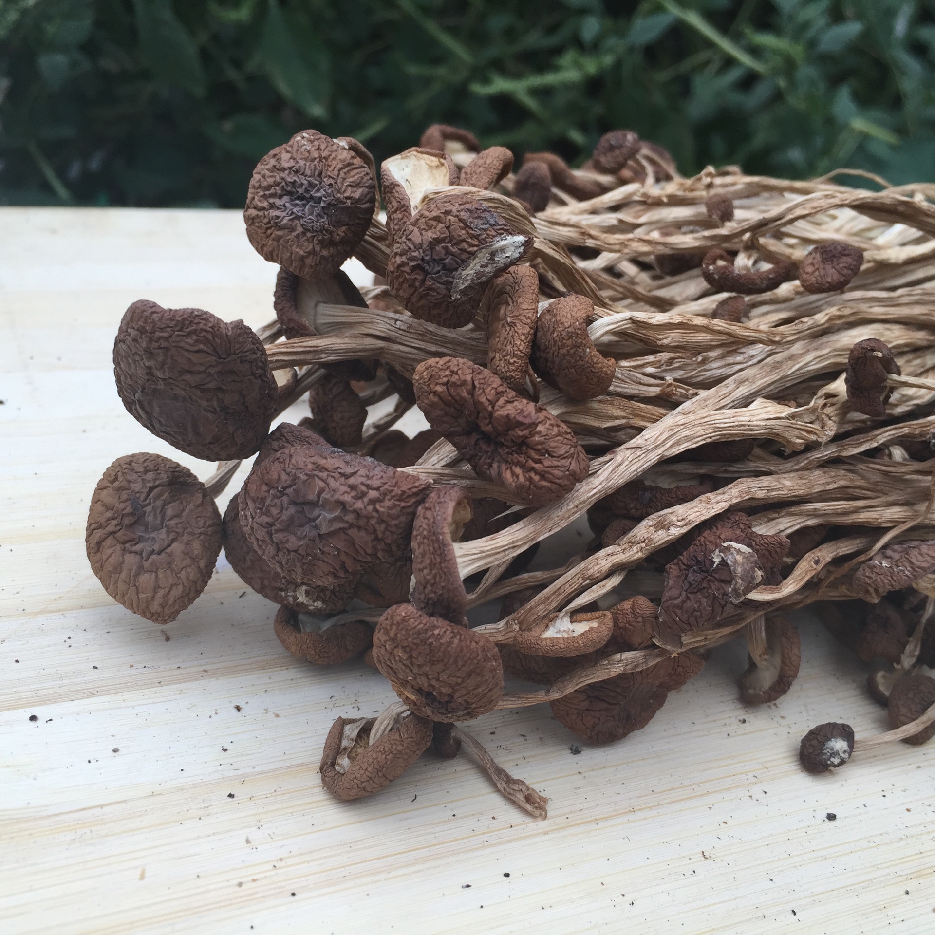 诚招茶树菇代理