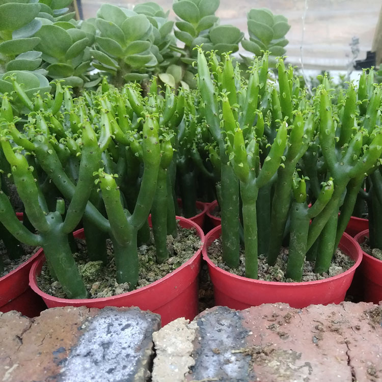 漳州多肉植物批发光棍树裸根珊瑚棍 一盆约10棵 盆栽绿植园艺花卉