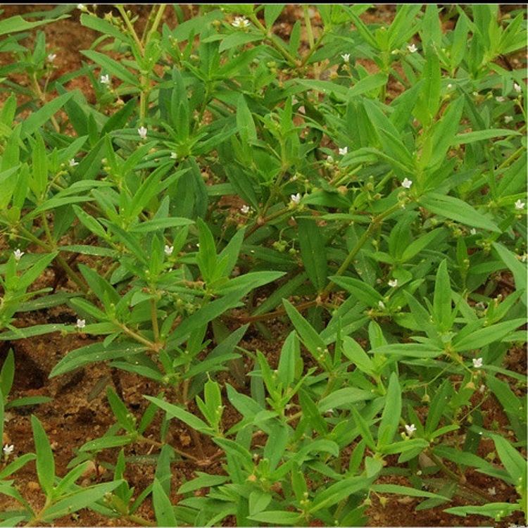 白花蛇舌草粉 羊须草浸膏粉 白花蛇舌草浓缩粉-食品商务网