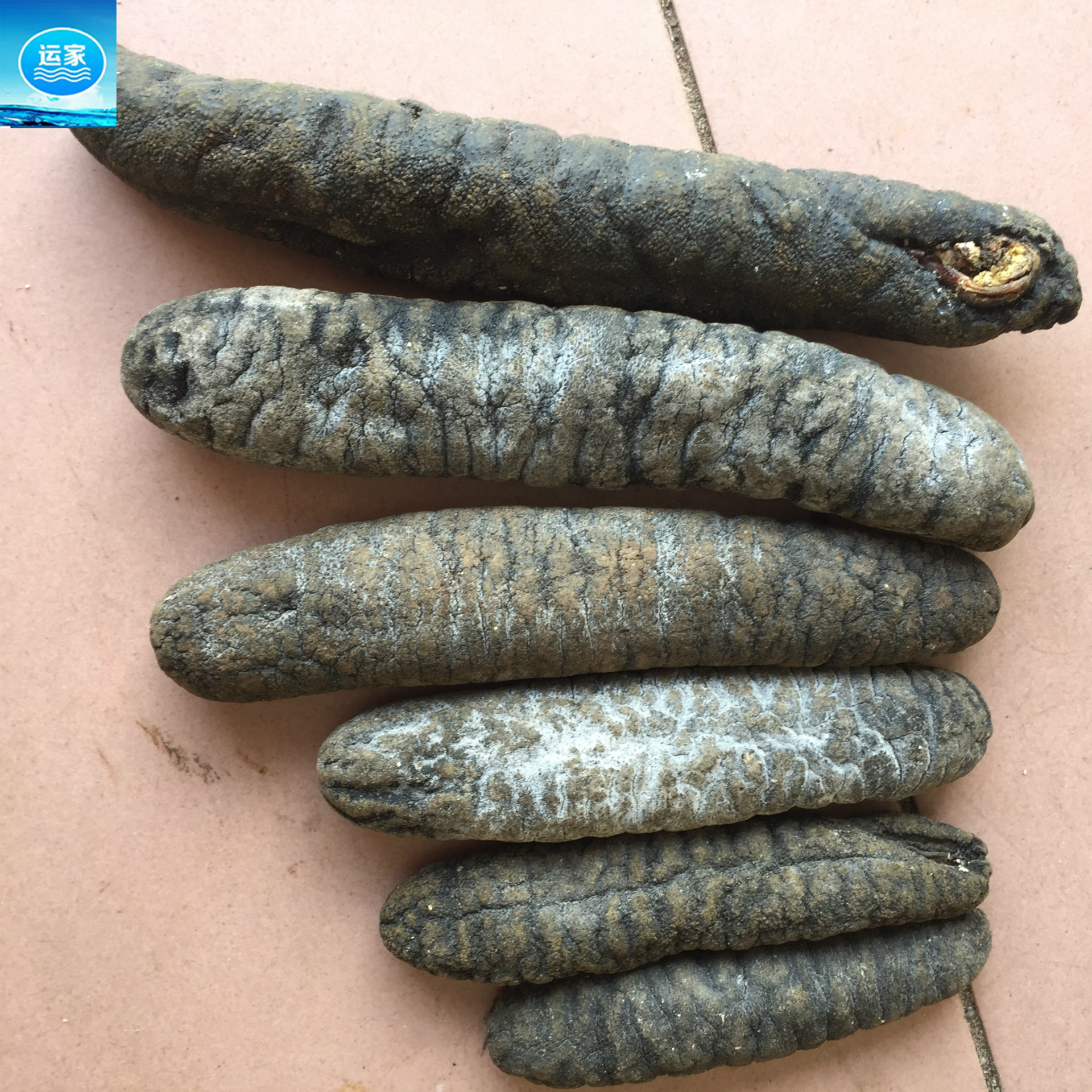 大乌参批发10头淡干 大乌参乌条参身圆肉厚发量高 大黑乌参