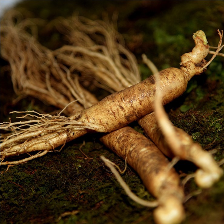 【920微供商人节大促】 集安新鲜人参10-20g/枝 包邮一件代发