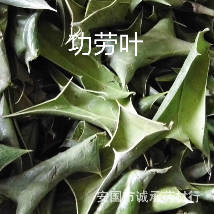 【别名】枸骨叶,猫儿刺,枸骨刺,八角茶,老鼠刺,十大功劳叶,老虎刺,狗图片