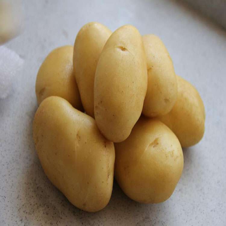 冀张薯12原种,真正脱毒种,高产,90天生长周期,欢迎订购
