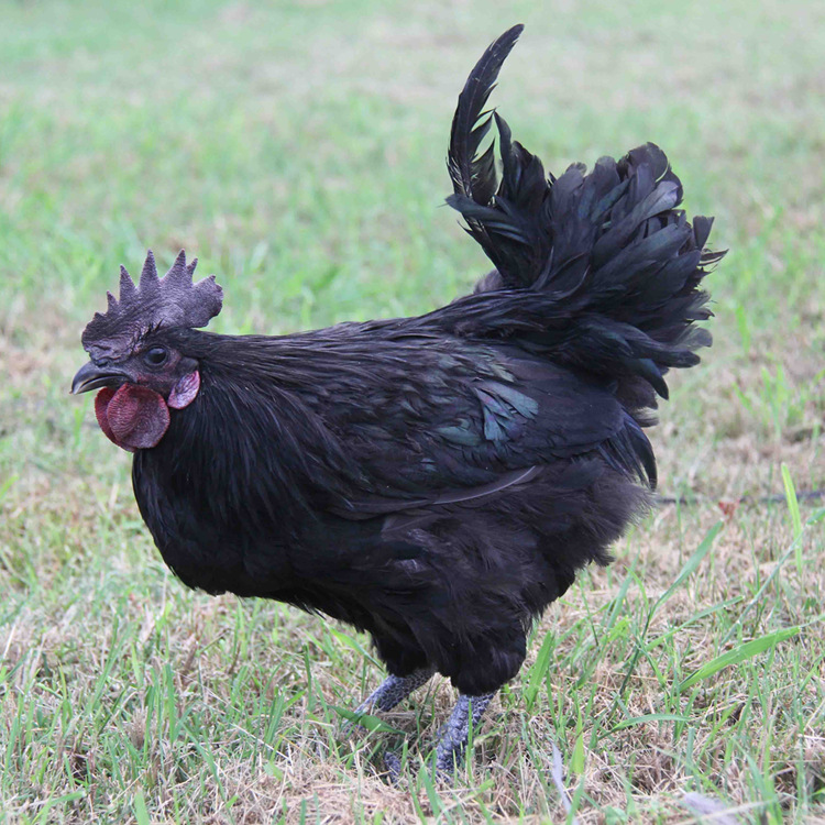 黑乌鸡苗 黑乌骨五黑鸡五黑一绿小鸡苗 黑皮黑肉黑冠黑骨黑脚