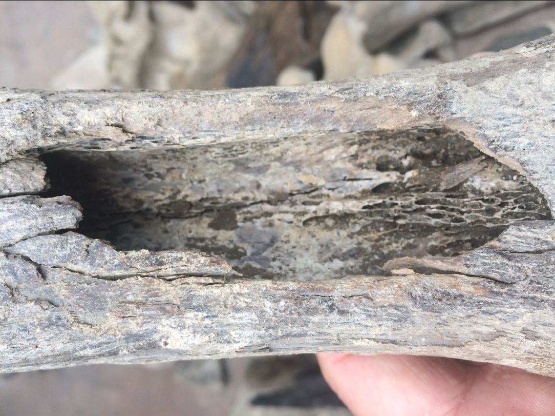 龙骨 五花龙骨 青龙骨 煅龙骨 龙齿 正宗龙骨