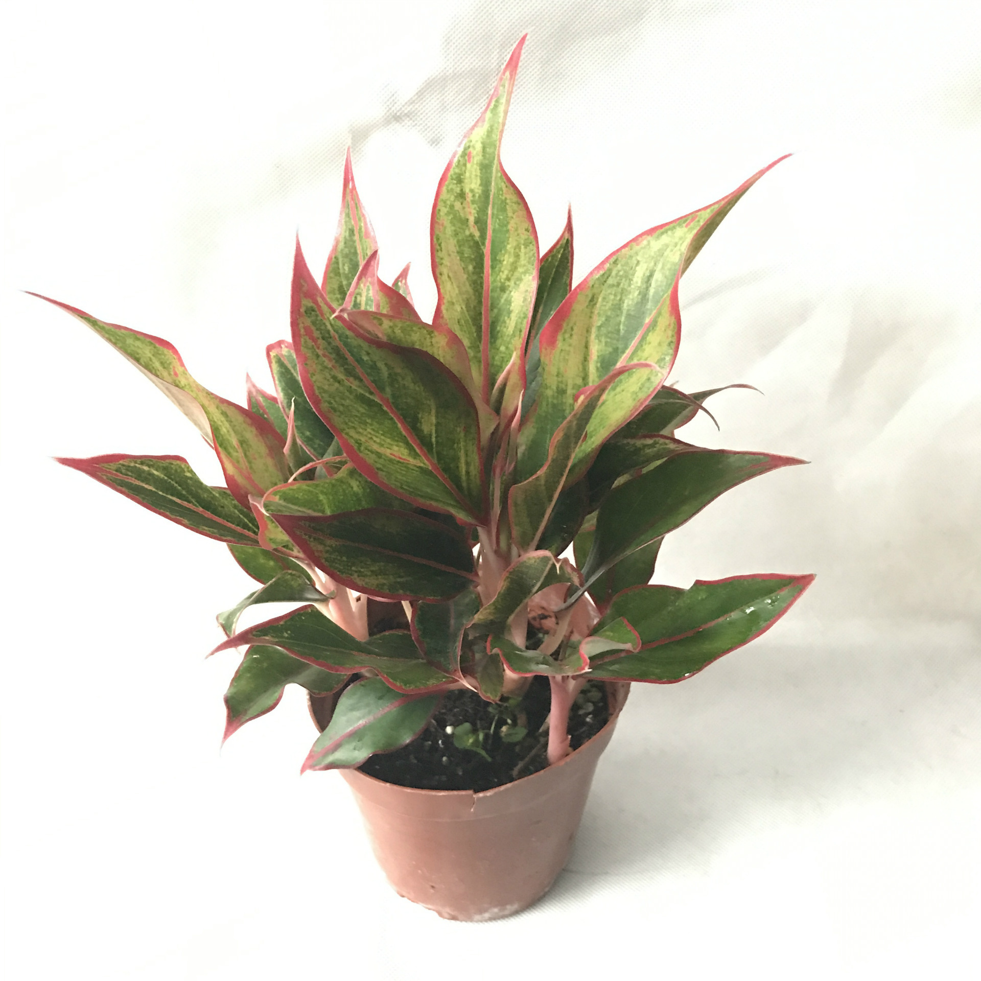 【基地直销】小盆栽粗肋草 室内迷你观叶植物 110#万年红