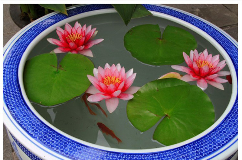 池塘水生水培植物睡莲根块 迷你睡莲 观赏盆栽莲花种苗可净化水质