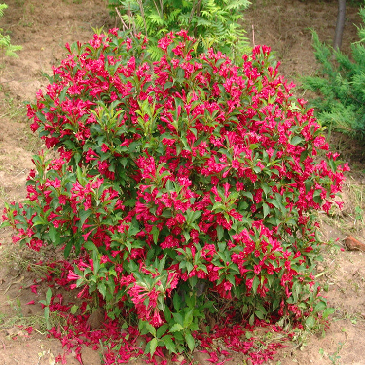 基地批发红王子锦带五色海棠海仙花批发规格全