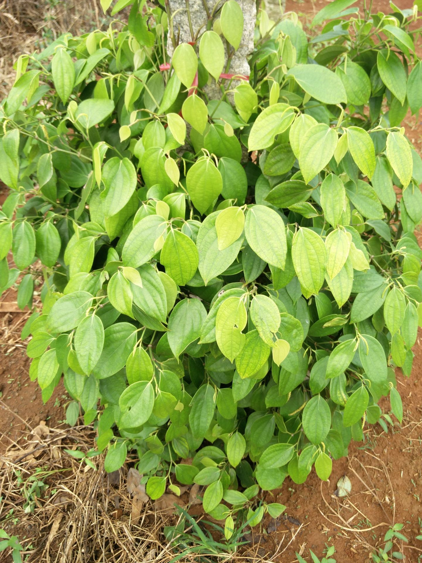 包邮批发海南特产胡椒根野生纯根农家老胡椒根料厂家直销