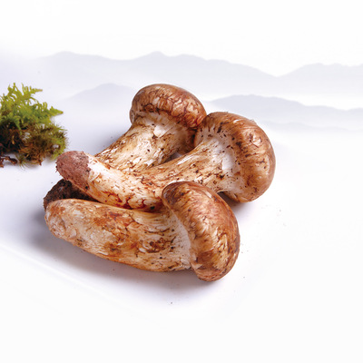 松茸菌 新鲜上市 云南野生菌松口蘑 菌中之王 批发市场顺丰直邮