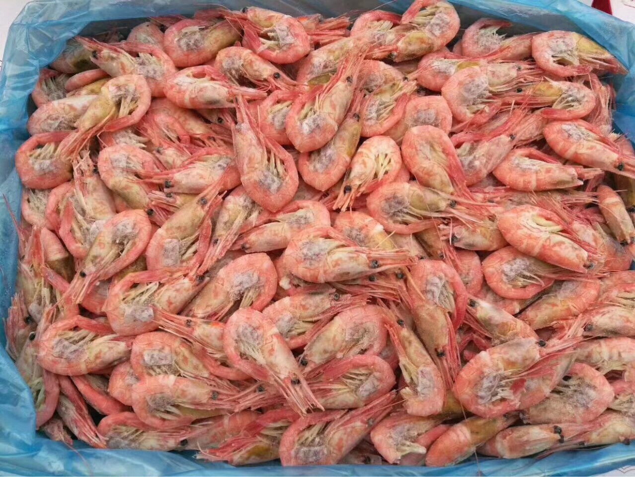 北极甜虾 熟冻甜虾 俄罗斯马加丹虾 10斤每件 90/1