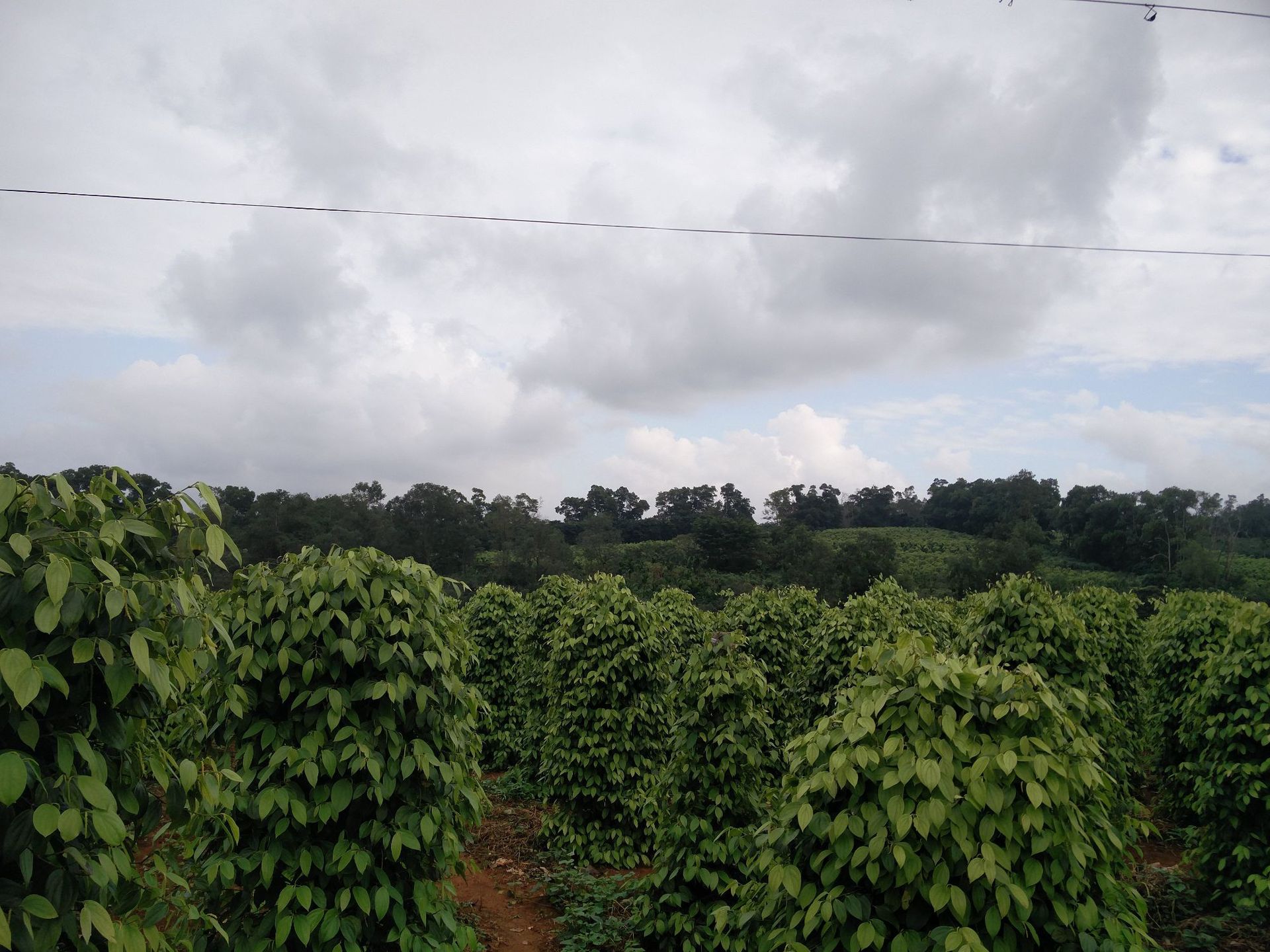 包邮批发海南特产胡椒根野生纯根农家老胡椒根料厂家直销