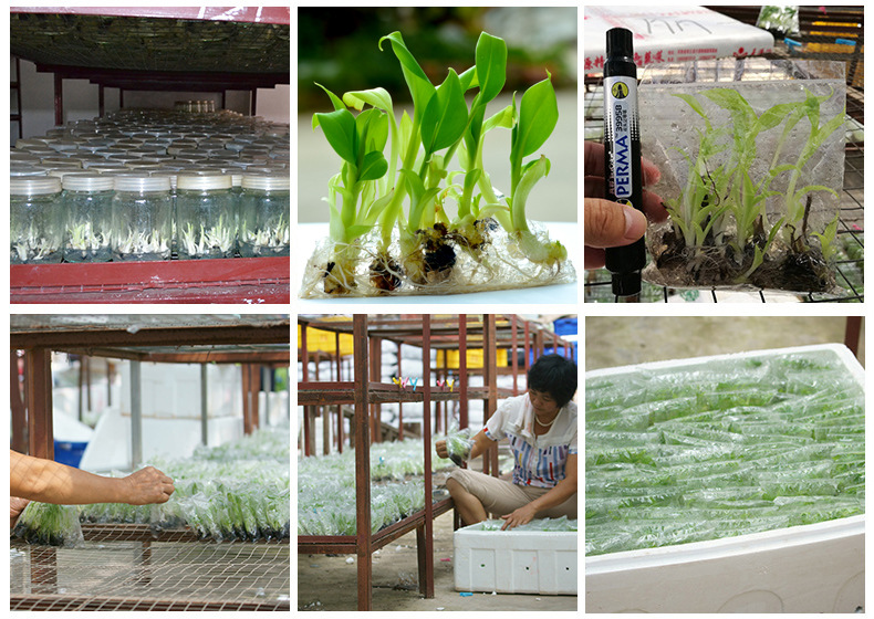 集研发,组培,种植,经营于一体,主要生产香蕉苗系列产品,三红蜜柚系列