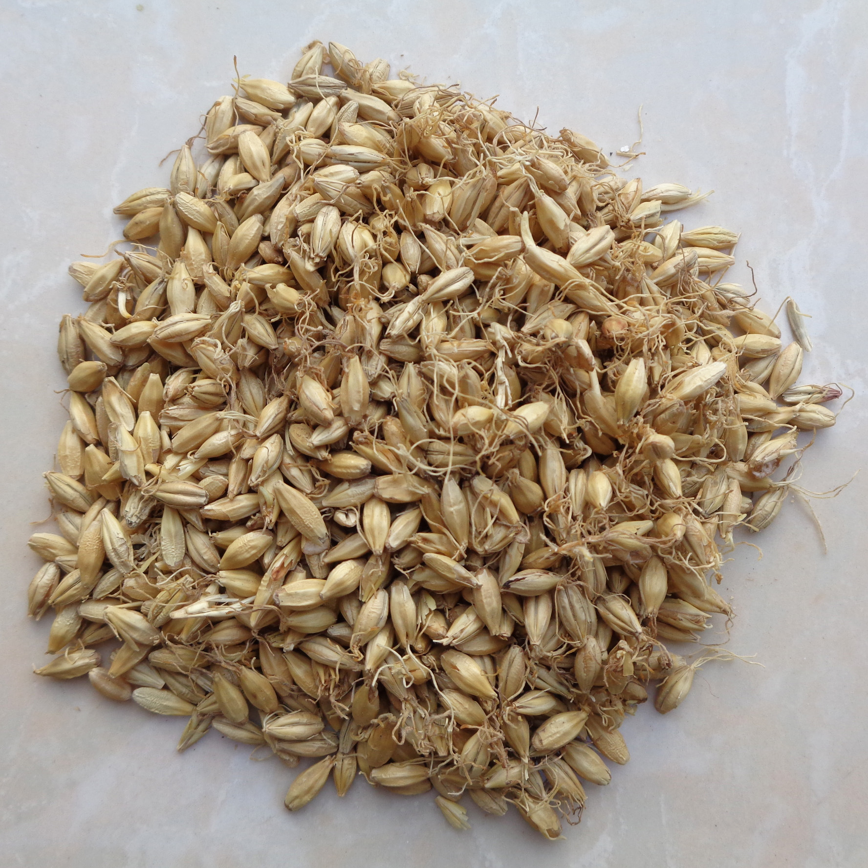 中药材 生麦芽 大麦糵 麦糵 麦芽 麦芽子 大麦毛